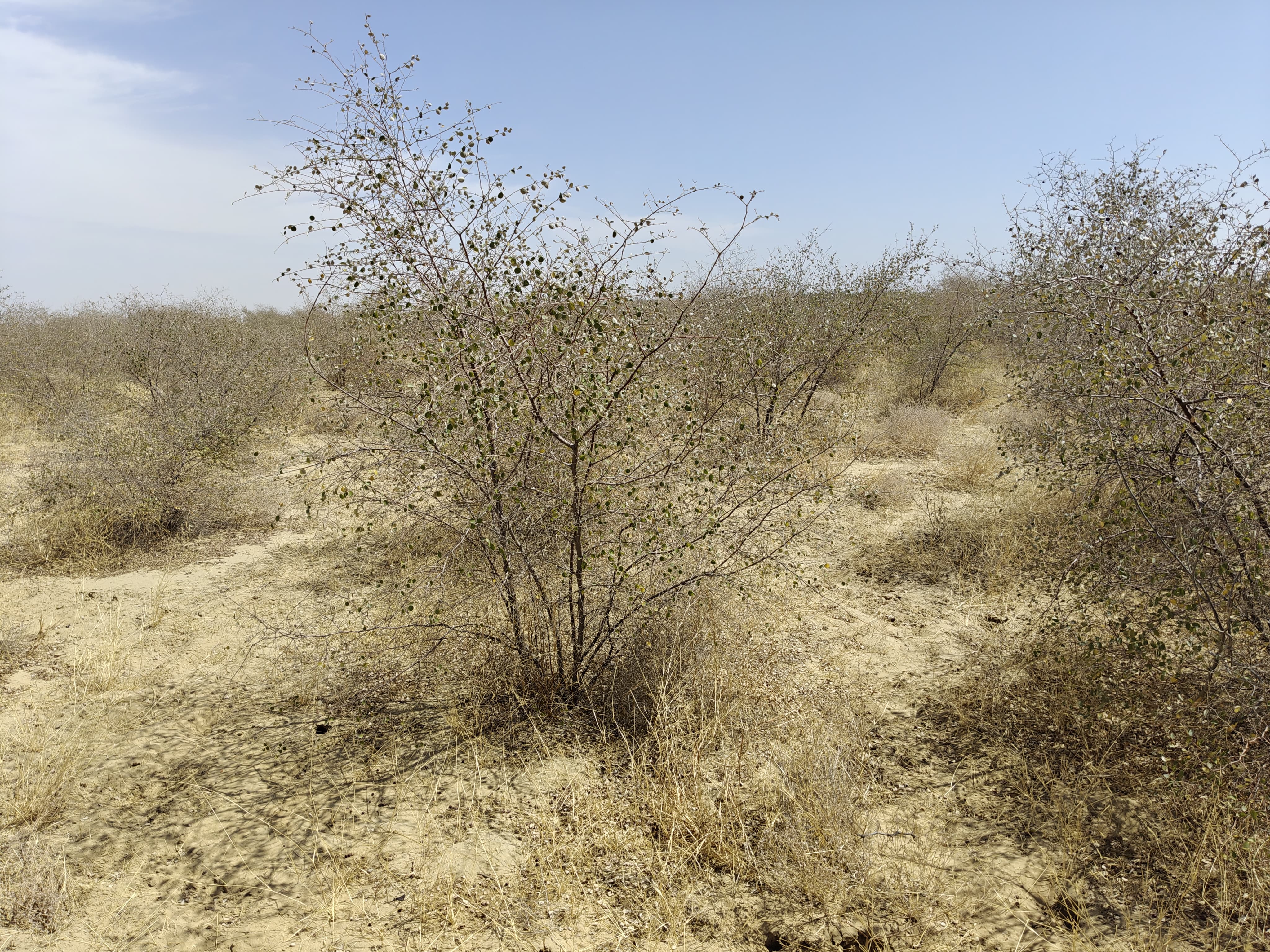 Compensatory Afforestation